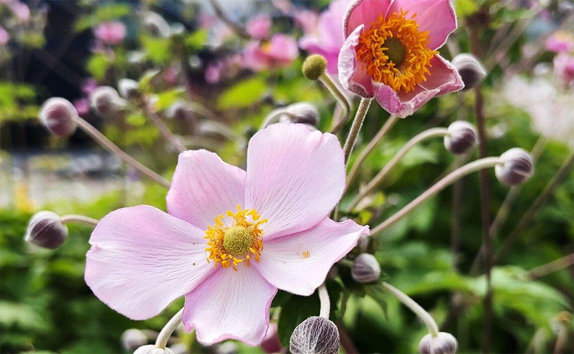 サンティアゴ・デ・コンポステーラ(Santiago de Compostela)秋明菊(シュウメイギク)