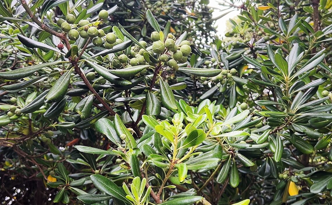ア・コルーニャ（A Coruña）のトーレ・デ・ヘルクレス公園（Parque de la Torre de Hércules）トベラ（学名：Pittosporum tobira）