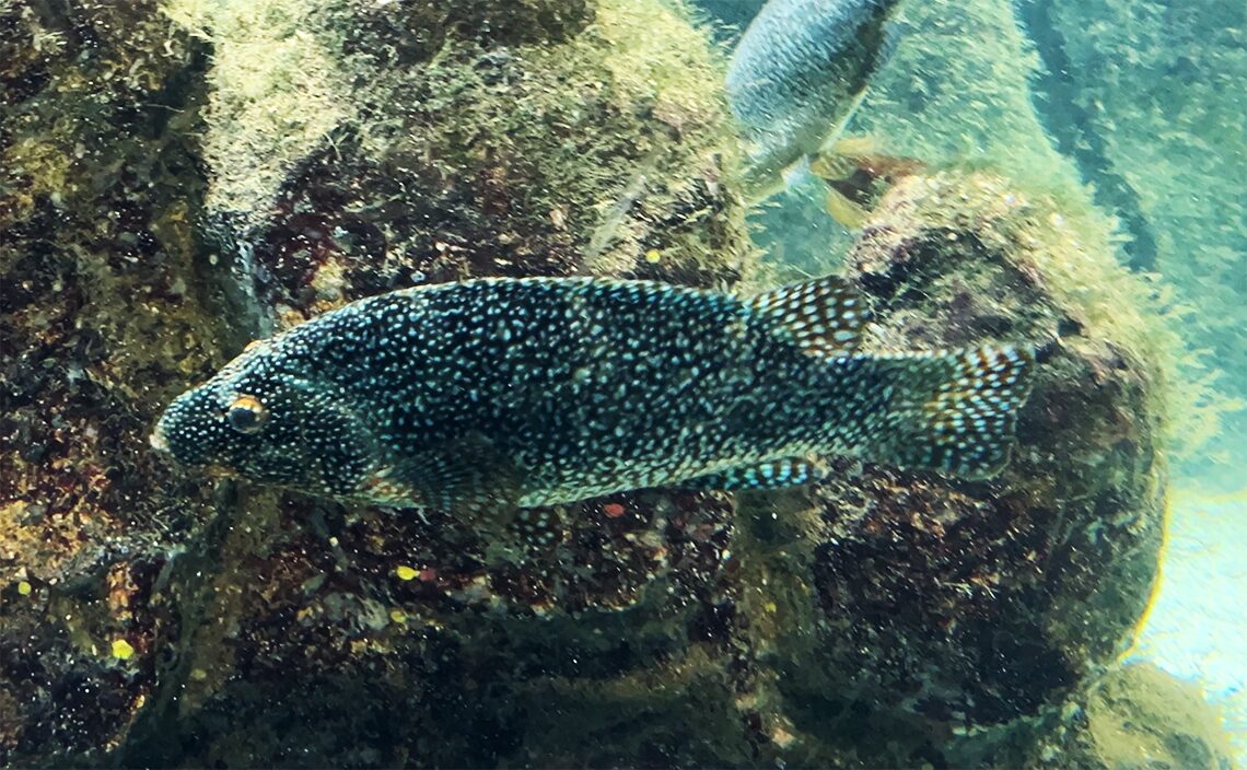 ア・コルーニャ（A Coruña）　フィニステレ水族館（Aquarium Finisterrae）スペインのクエ。