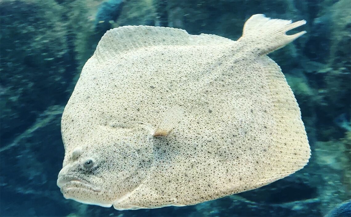 ア・コルーニャ（A Coruña）　フィニステレ水族館（Aquarium Finisterrae）ヨーロッパヒラメ。