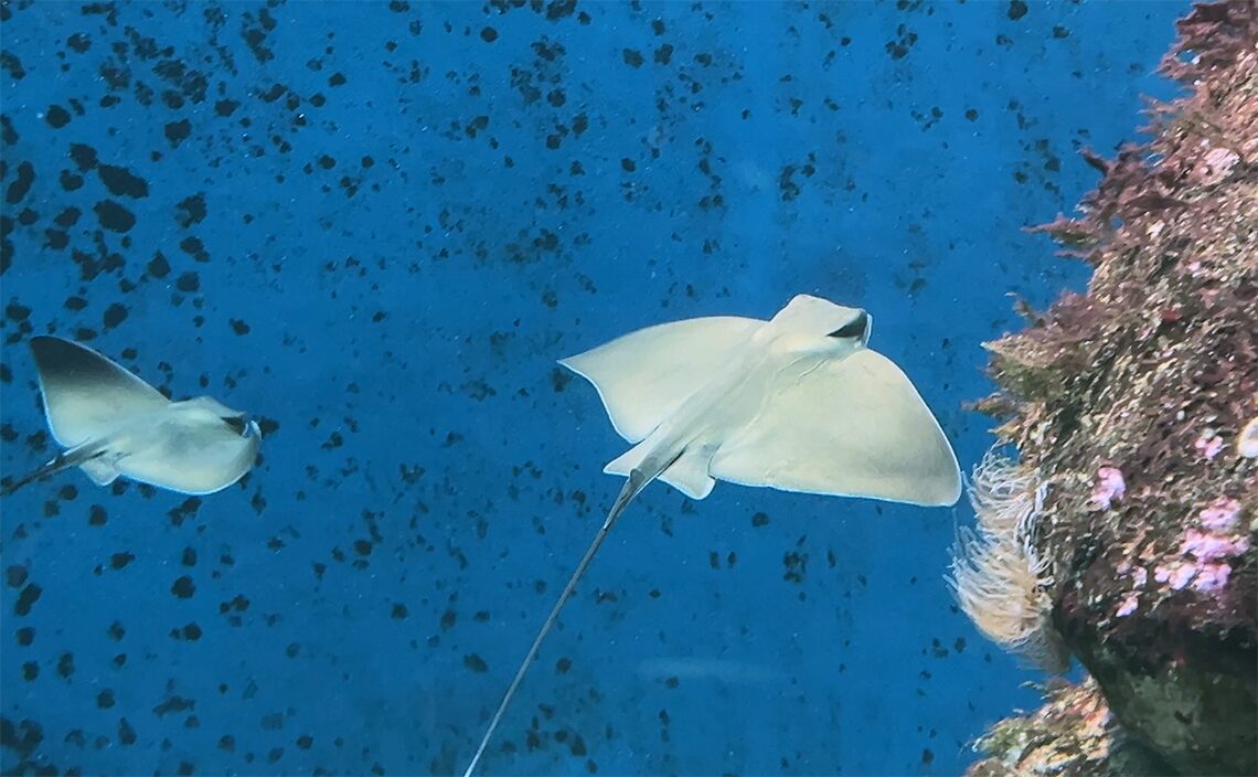 ア・コルーニャ（A Coruña）　フィニステレ水族館（Aquarium Finisterrae）アルビノのイトマキエイ。