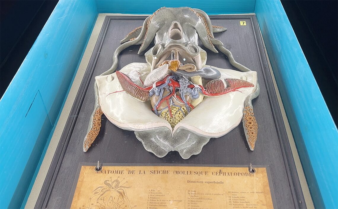 ア・コルーニャ（A Coruña）　フィニステレ水族館（Aquarium Finisterrae）蛸の解剖模型