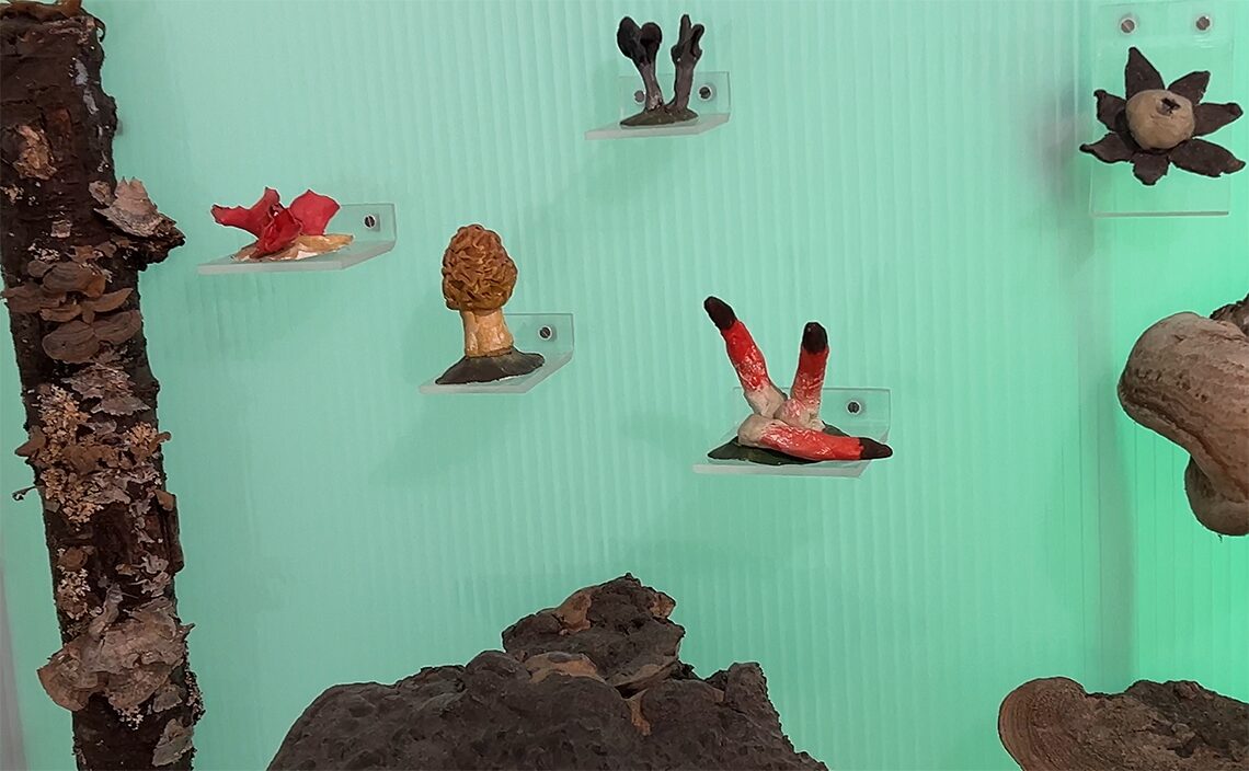 サンティアゴ・デ・コンポステーラ(Santiago de Compostela)の自然史博物館・USC ~ Museo de Historia Natural きのこコーナー。