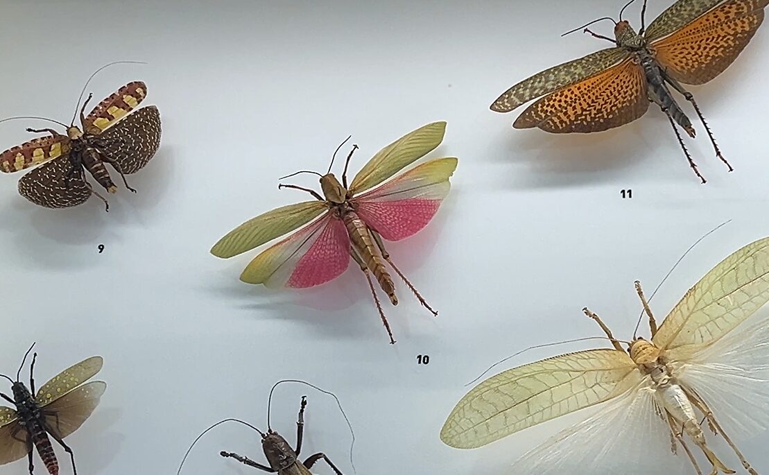サンティアゴ・デ・コンポステーラ(Santiago de Compostela)の自然史博物館・USC ~ Museo de Historia Natural 蝶々コーナー。