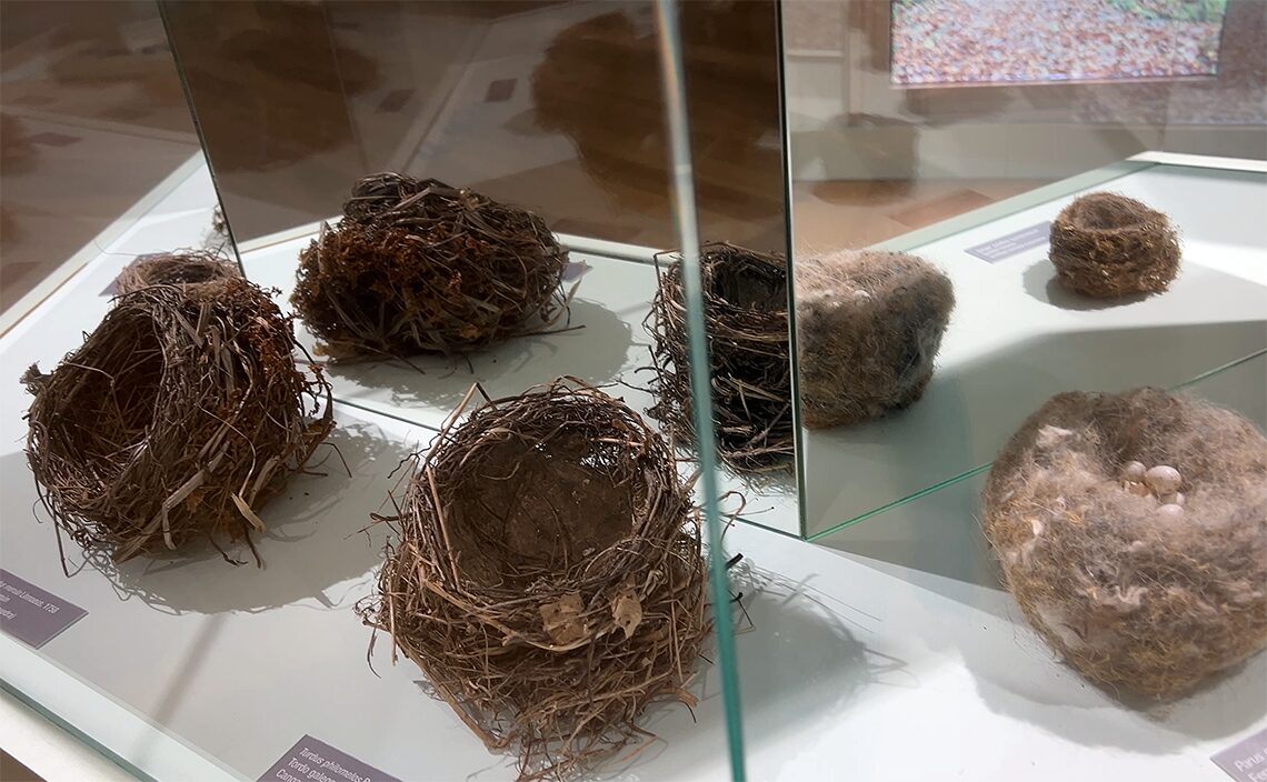 サンティアゴ・デ・コンポステーラ(Santiago de Compostela)の自然史博物館・USC ~ Museo de Historia Natural 鳥の巣コーナー。