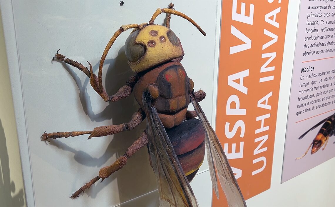 サンティアゴ・デ・コンポステーラ(Santiago de Compostela)の自然史博物館・USC ~ Museo de Historia Natural