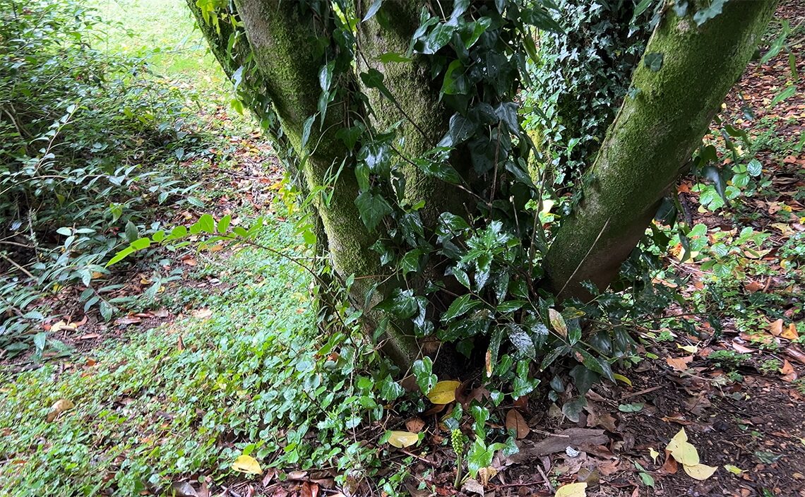 サンティアゴ・デ・コンポステーラ(Santiago de Compostela)の「Parque de Vista Alegre(Finca Simeón)」