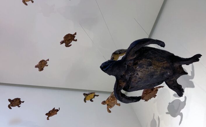 サンティアゴ・デ・コンポステーラ(Santiago de Compostela)の自然史博物館・USC ~ Museo de Historia Natural