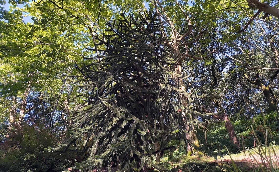 サンティアゴ・デ・コンポステーラ(Santiago de Compostela)無作為な松