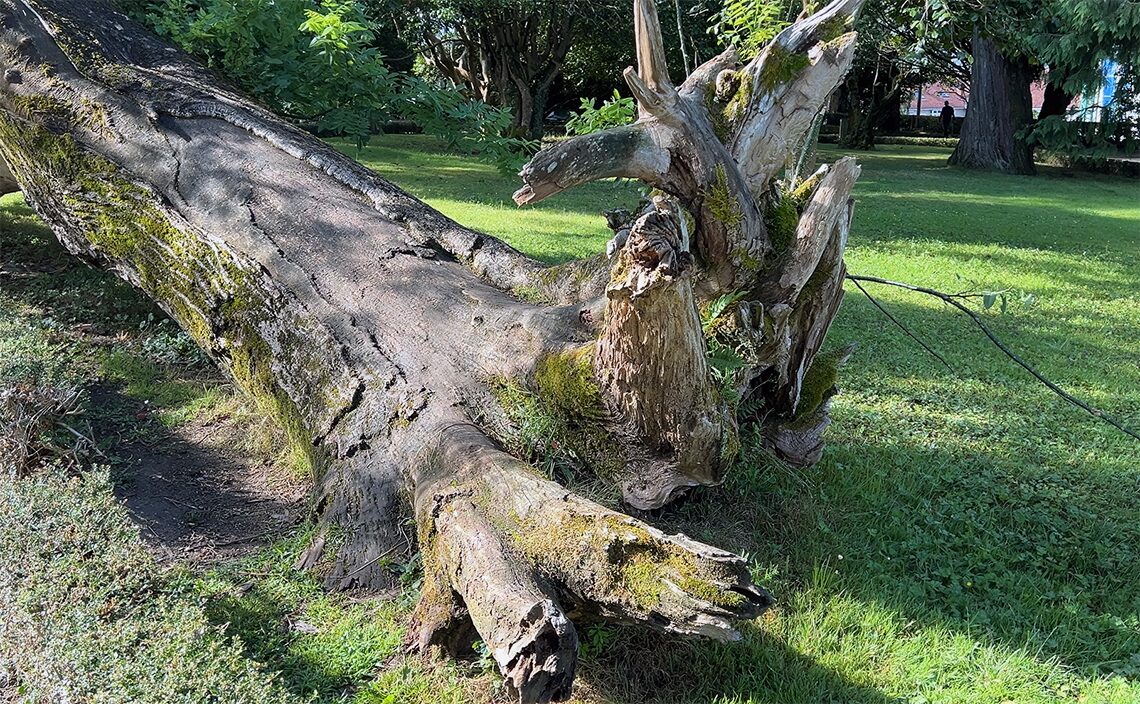 サンティアゴ・デ・コンポステーラ(Santiago de Compostela)アラメダ公園