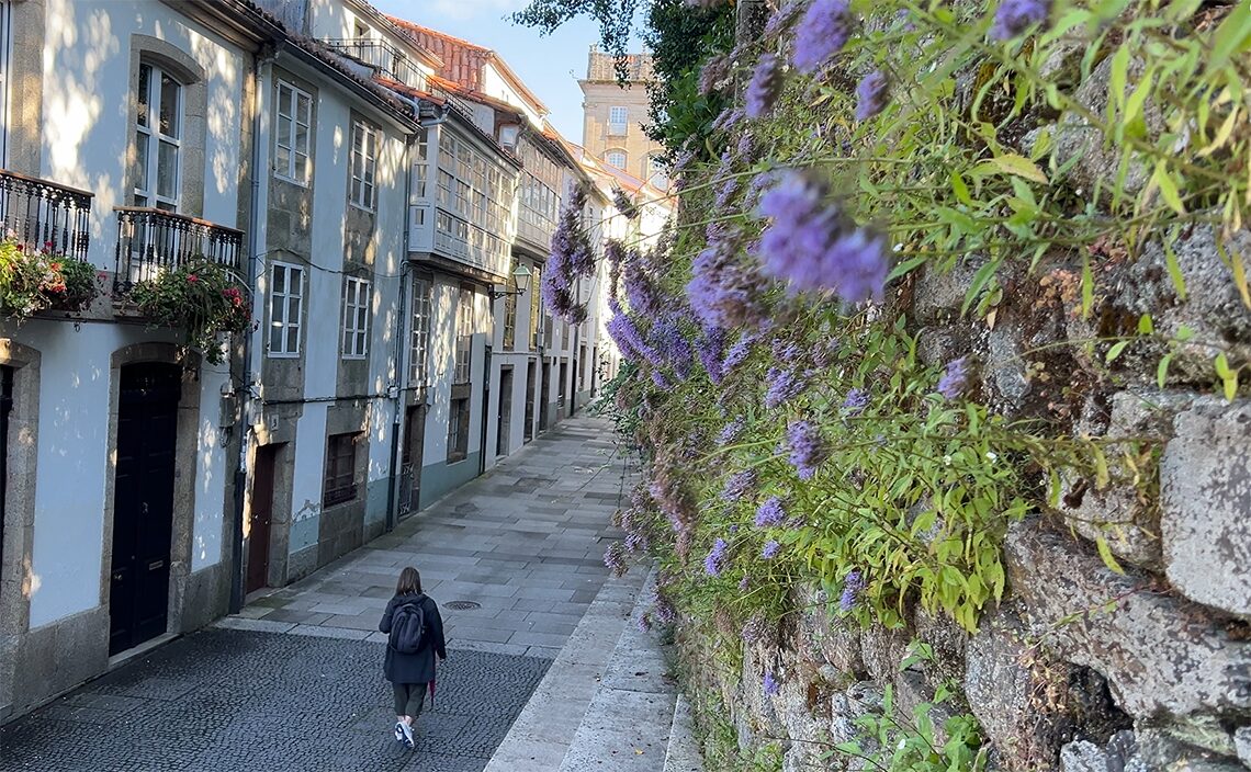 サンティアゴ・デ・コンポステーラ(Santiago de Compostela)壁から野花が垂直に咲いている