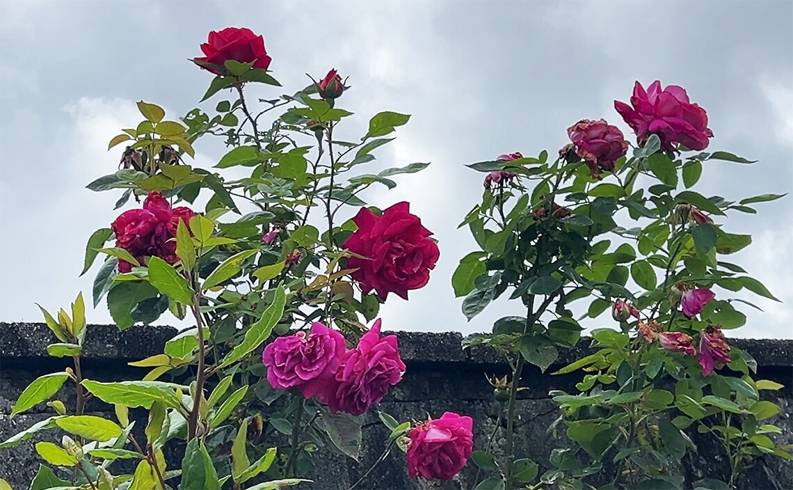 サンティアゴ・デ・コンポステーラ(Santiago de Compostela)薔薇