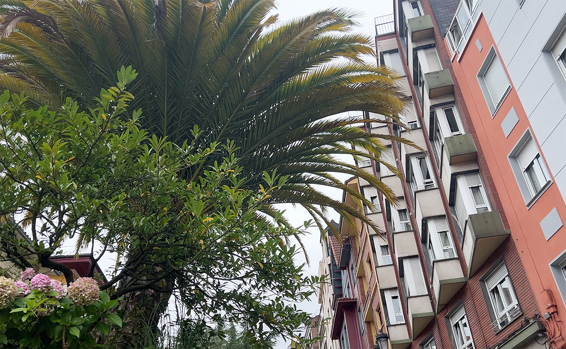 オビエド  oviedo 