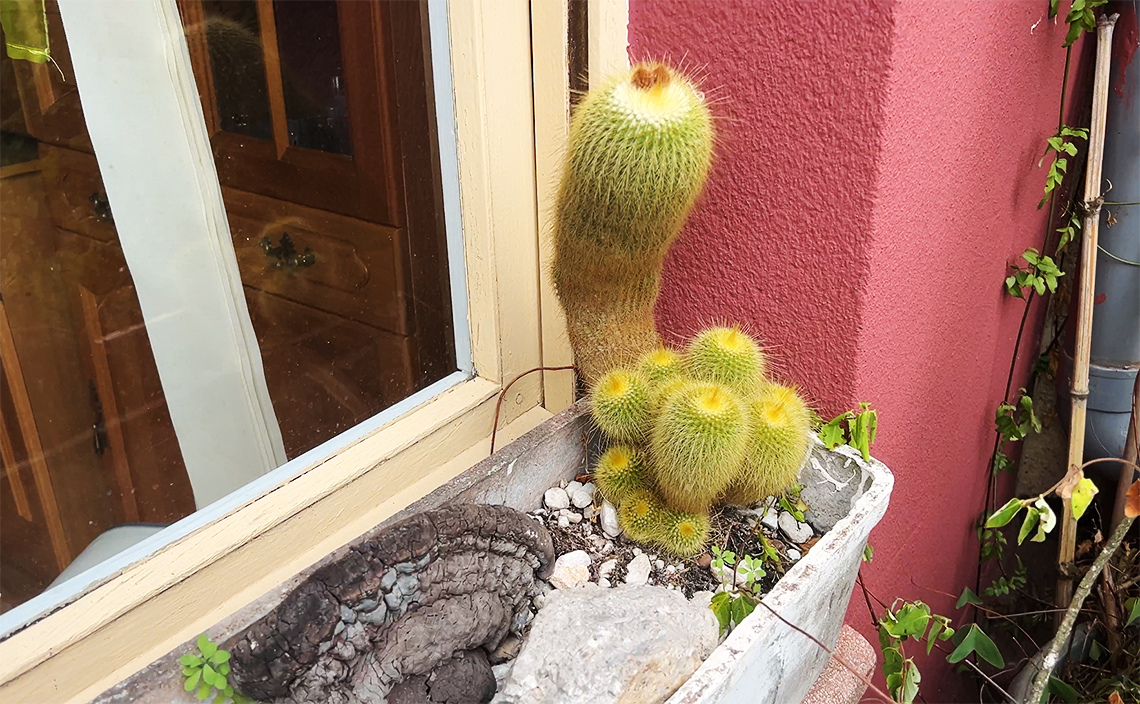 オビエド(oviedo)