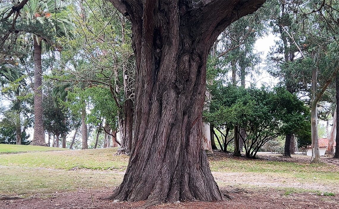 サンタンデール Santanderマタレーニャス公園（Parque de Mataleñas）