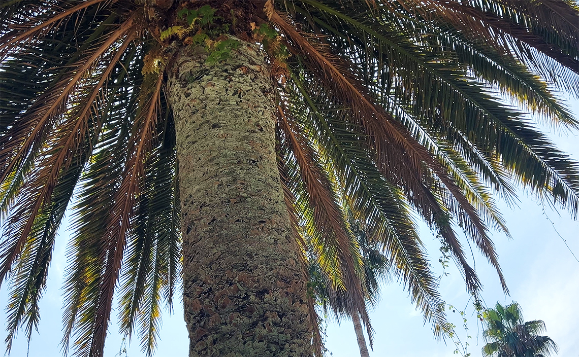 バイヨンヌ植物園には、日本の庭園様式を取り入れたデザインのエリアも(一応)ある。