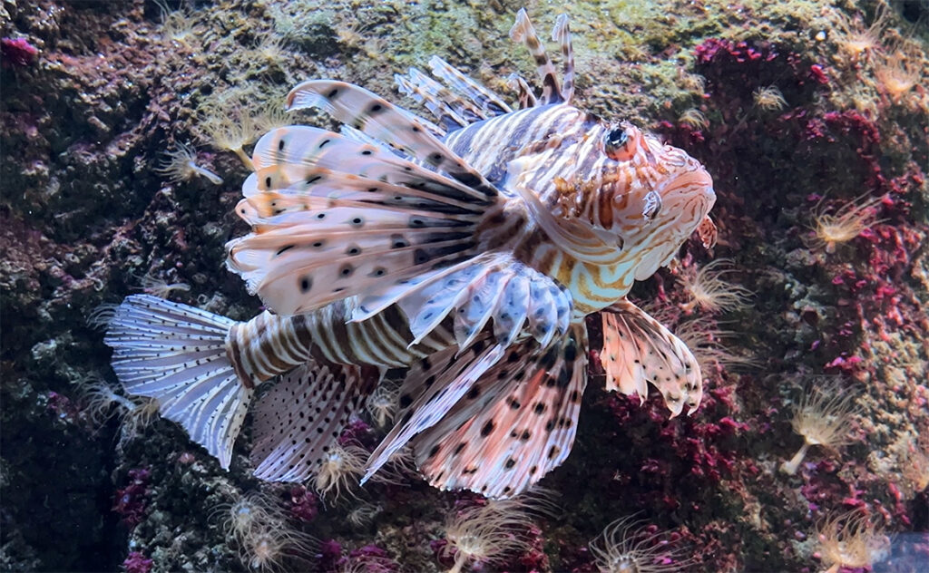 サンセバスチャン (スペイン) – San Sebastián(Spain)サンセバスチャン水族館(Aquarium)