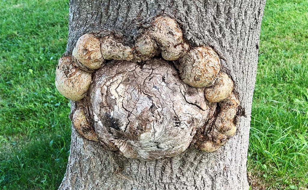 サンセバスチャン (スペイン) – San Sebastián(Spain)チリダ・レク美術館(Chillida-Leku)