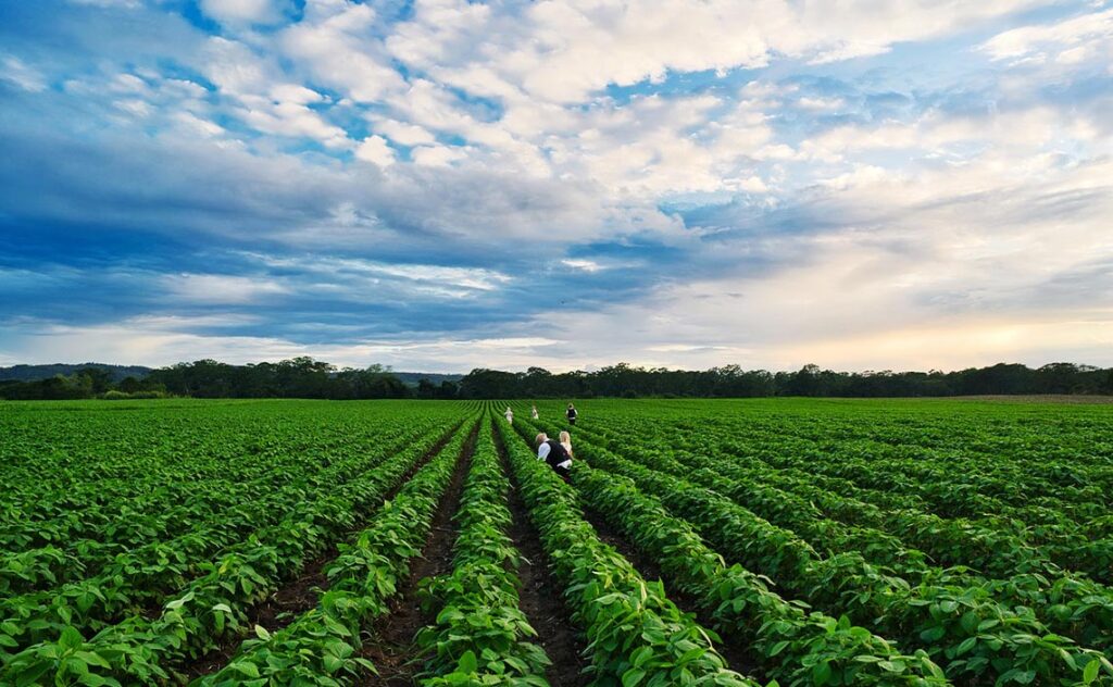 ラリオハ州 広大なブドウ畑