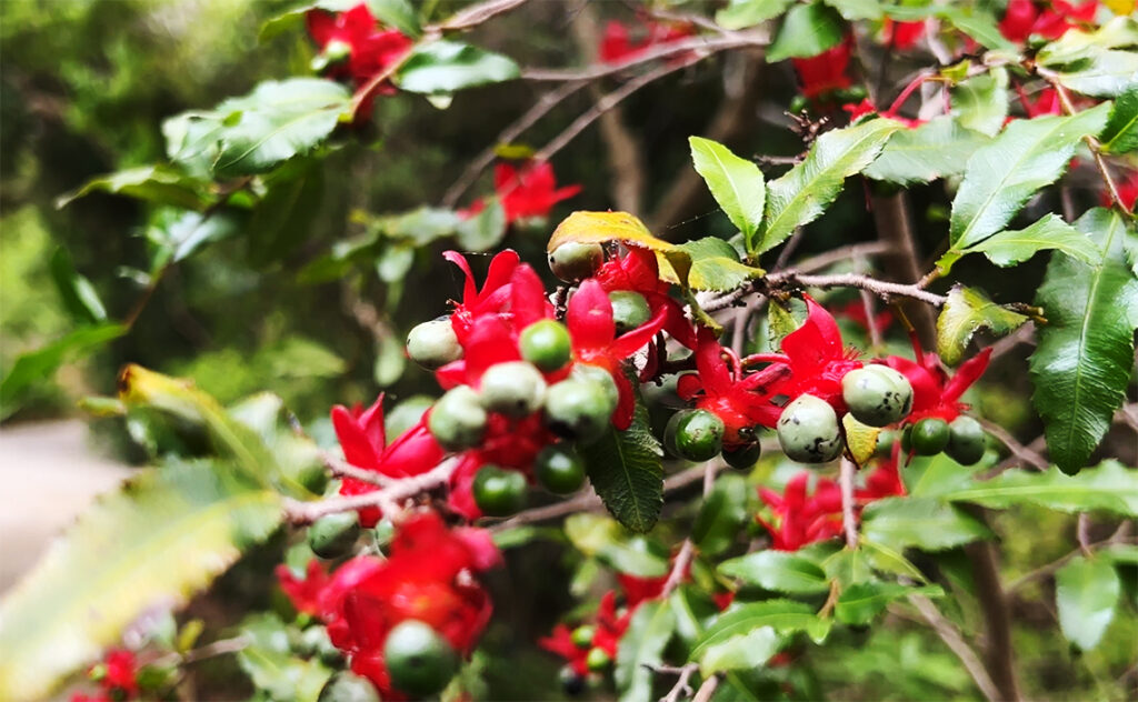 バルセロナ Barcelona Botanical Garden　オクナ・セルラタという植物で、その花の形からミッキーマウスの木とも呼ばれる。