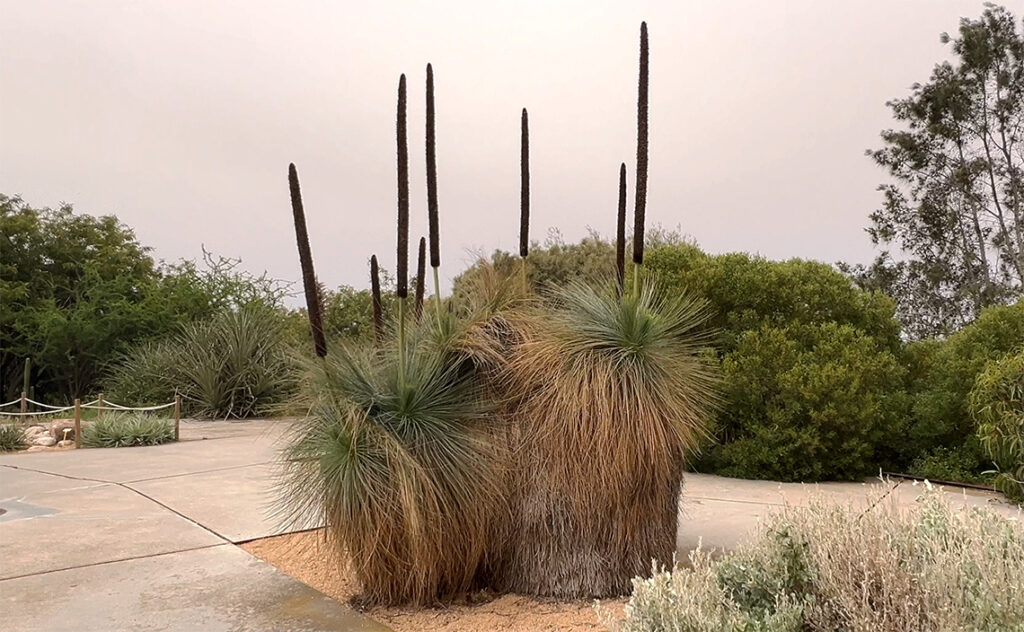 バルセロナ Barcelona Botanical Garden　オーストラリア原産のグラスツリー。　
