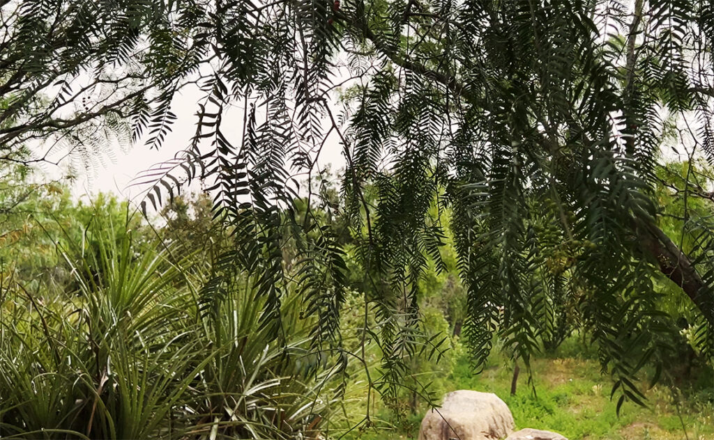 バルセロナ Barcelona Botanical Garden　ザ・ボタニカル的な風景が全体に広がっている。　