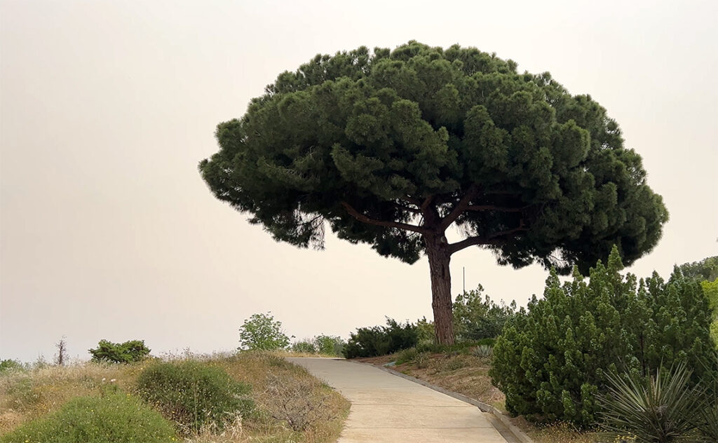 バルセロナ Barcelona Botanical Garden　地中海沿岸に広く分布するイタリアカサマツ。