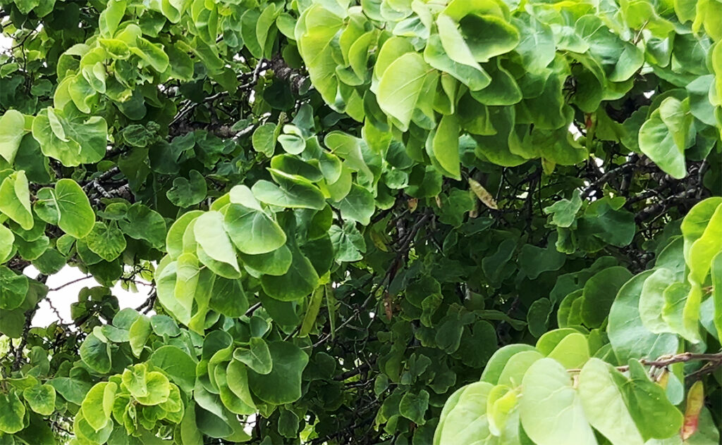 バルセロナ Barcelona Botanical Garden　ハート型の葉が密集しているようなハナズオウの仲間。　