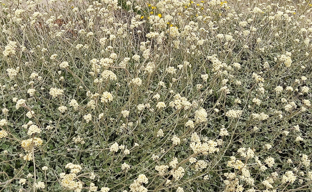 バルセロナ Barcelona Botanical Garden　ヘリクリサムの仲間。　