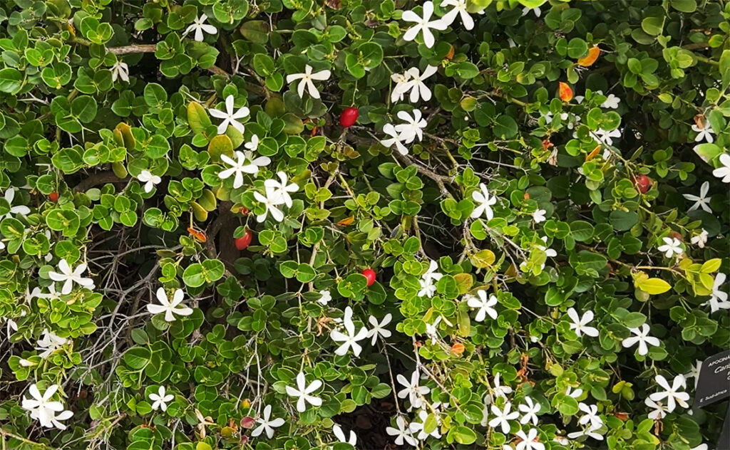 バルセロナ Barcelona Botanical Garden　白い星型の花と赤い実がついている大輪カリンカ。　