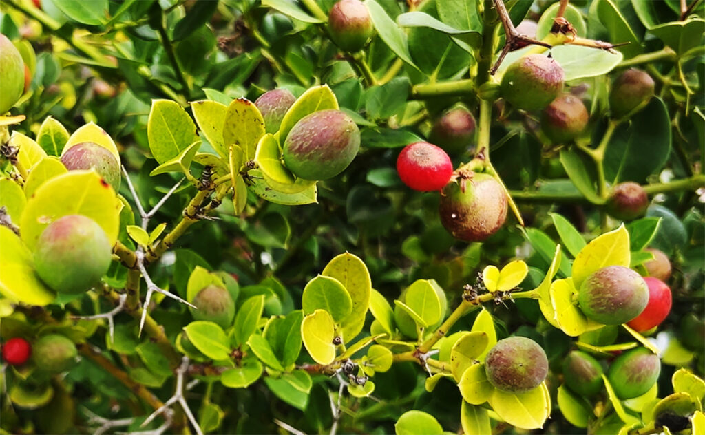 バルセロナ Barcelona Botanical Garden　カリッサ・マクロカルパというキョウチクトウ科の植物。