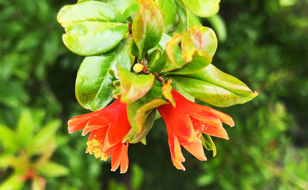 バルセロナ Barcelona Botanical Garden　地中海沿岸部を象徴する植物の一つ、ザクロ（柘榴）の花。