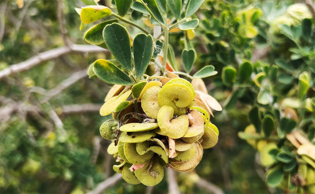 バルセロナ Barcelona Botanical Garden　マメ科の仲間で、乾燥地帯の厳しい環境に適応した進化を遂げている。
