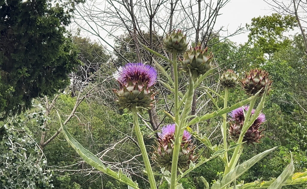 バルセロナ Barcelona Botanical Garden　　アーティチョークの仲間。