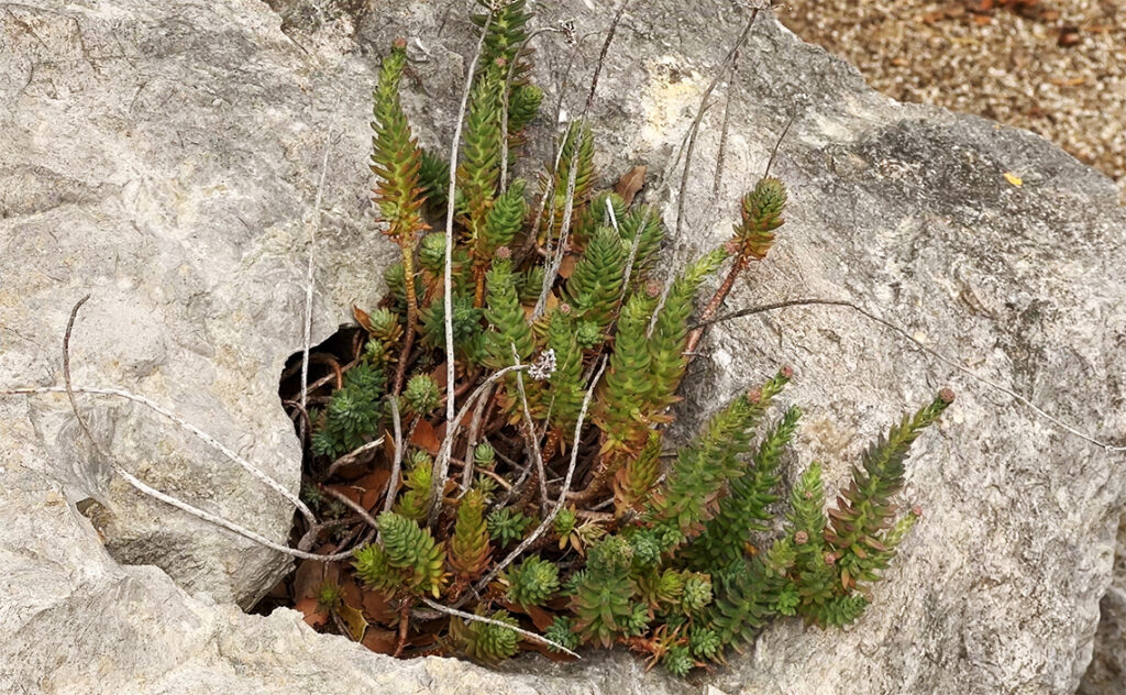 バルセロナ Barcelona Botanical Garden　岩の隙間に自生するセダムの一種。乾燥に非常に強く、少ない土壌でも育つ多肉植物。