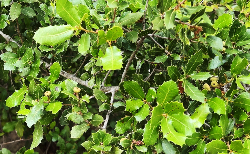 バルセロナ Barcelona Botanical Garden　地中海沿岸に広く分布する常緑低木のケルメスオーク。
