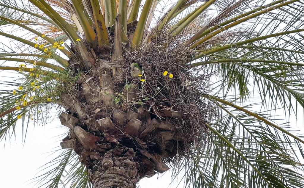 バルセロナ Barcelona Botanical Garden　都市公園でありながら、野鳥観察スポットとしても知られている。
