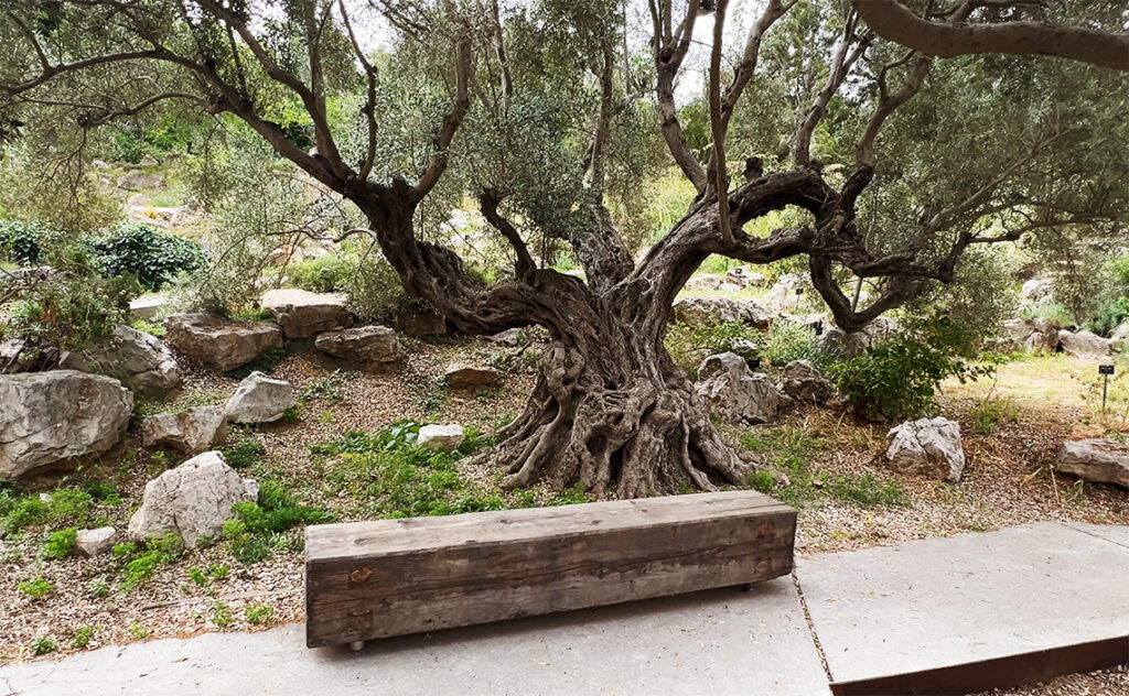 バルセロナ Barcelona Botanical Garden　長い年月を感じさせるオリーブの古木。　