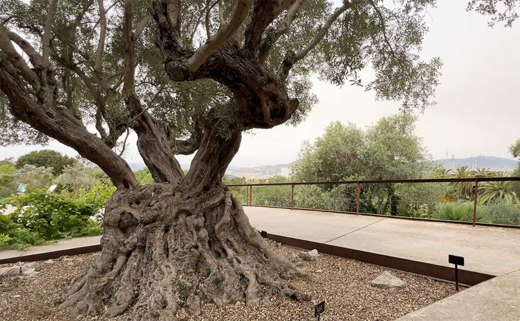 バルセロナ Barcelona Botanical Garden　長い年月を経て複雑にねじれた幹が印象的なオリーブの古木。　