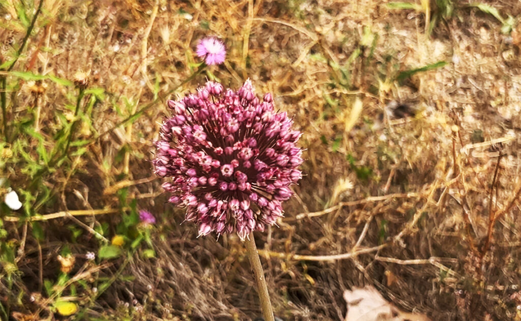 バルセロナ Barcelona Botanical Garden　アリウムの一種と思われる球状の花。小さな花が密集して大きなまりのような形を作る。