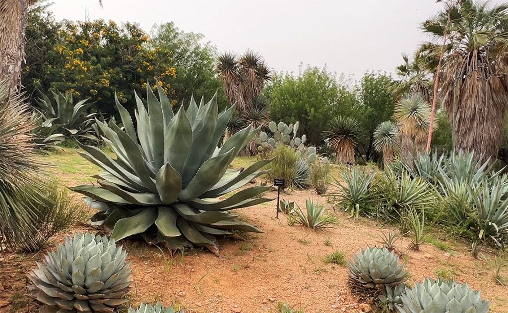 バルセロナ Barcelona Botanical Garden　アガベ（リュウゼツラン）を中心とした乾燥地帯のコレクション。