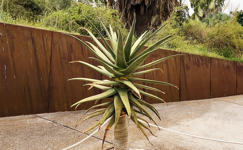 バルセロナ Barcelona Botanical Garden　多肉植物特有の厚い葉が規則正しく重なり、乾燥から身を守る構造がよく分かるアロエの一種。