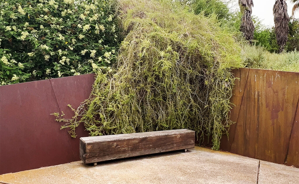 バルセロナ Barcelona Botanical Garden　木製のベンチと背後に広がる枝垂れた樹木。