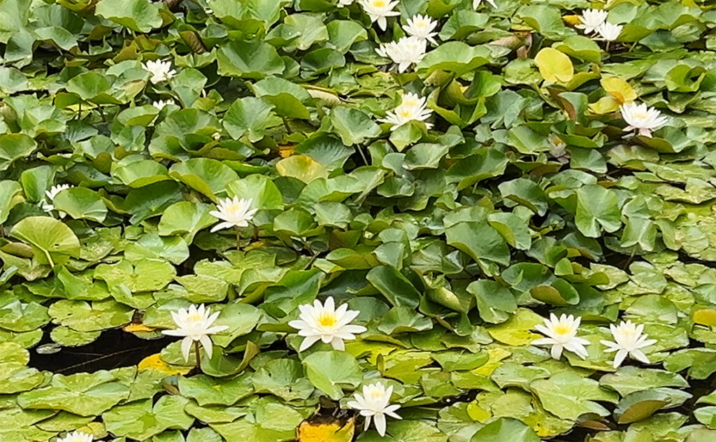 バルセロナ Barcelona Botanical Garden　園内の水辺を埋め尽くすように咲くスイレン。