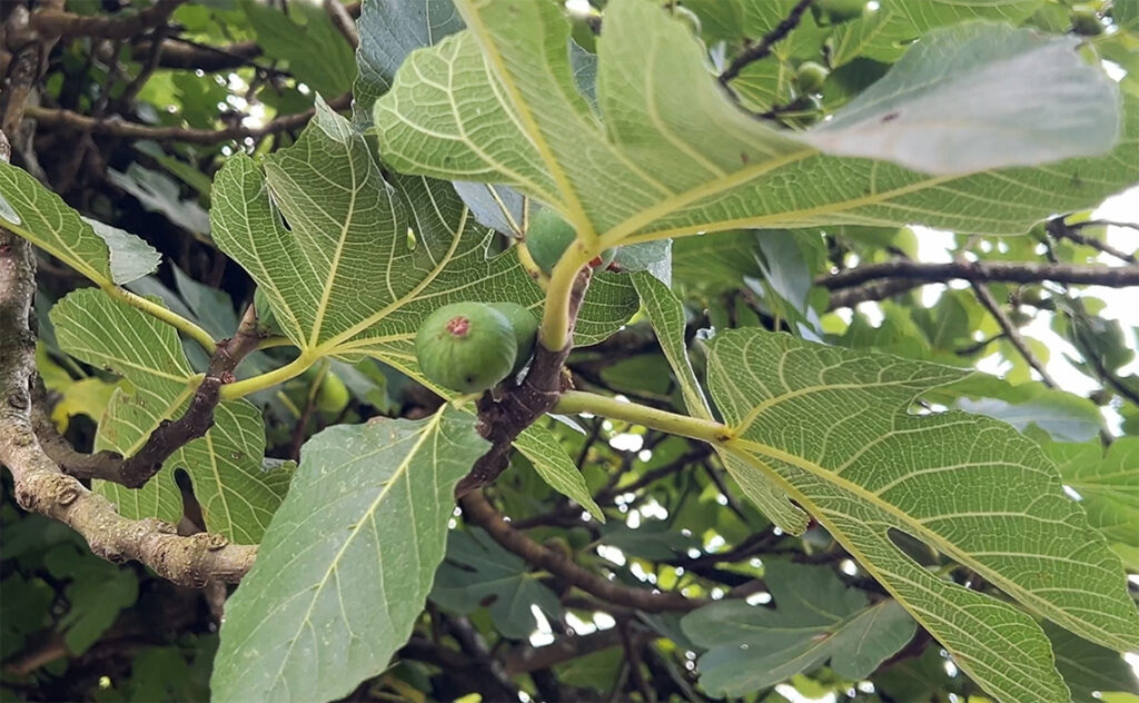 ビルバオ Bilbao Ekoetxea Urdaibai(エコエチェア・ウルダイバイ)