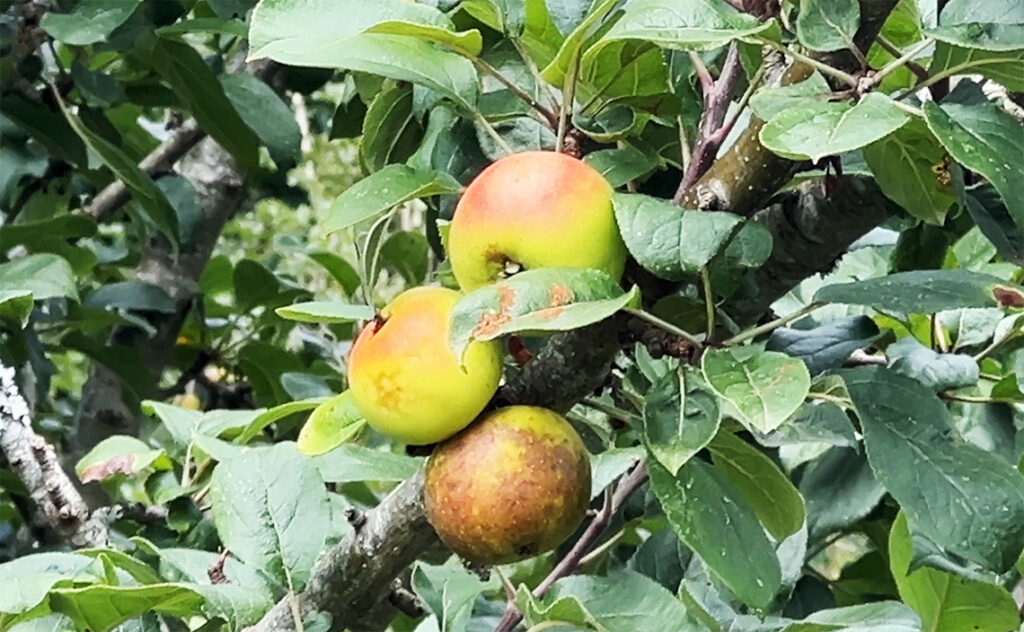 ビルバオ Bilbao Ekoetxea Urdaibai(エコエチェア・ウルダイバイ)