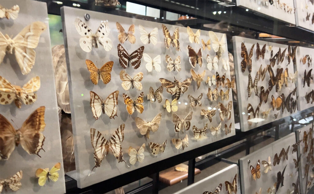 バルセロナ自然科学博物館(Museu de Ciències Naturals de Barcelona) 整然と並べられた蝶の標本コレクション