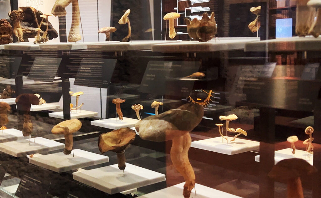 バルセロナ自然科学博物館(Museu de Ciències Naturals de Barcelona) キノコをはじめとする菌類の模型または標本