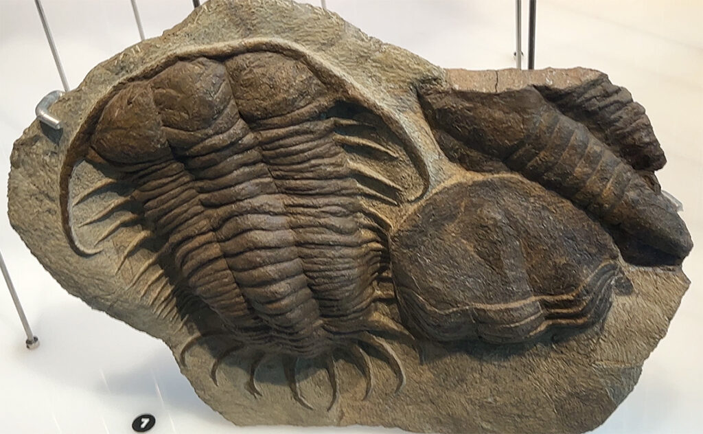 コスモ・カイシャ(CosmoCaixa バルセロナ科学博物館) 大型の三葉虫が岩石に埋まった状態の化石標本
