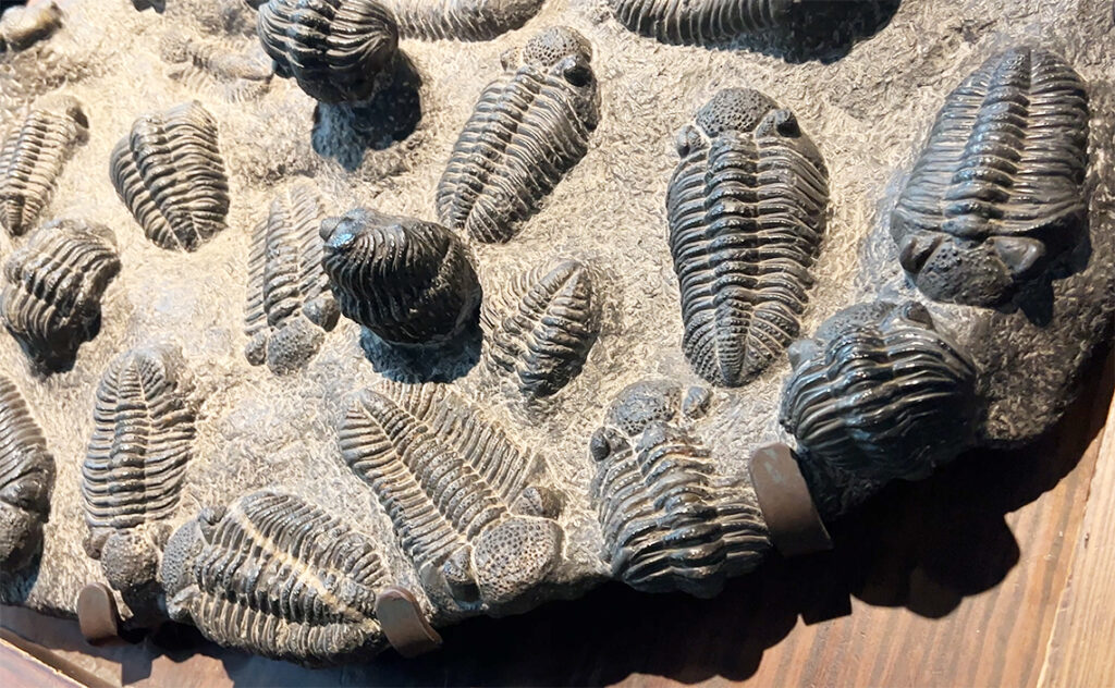コスモ・カイシャ(CosmoCaixa バルセロナ科学博物館) 多数の三葉虫が群生している様子を留めた化石プレート